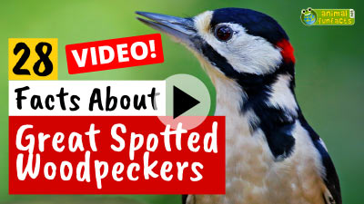 Video Great Spotted Woodpecker