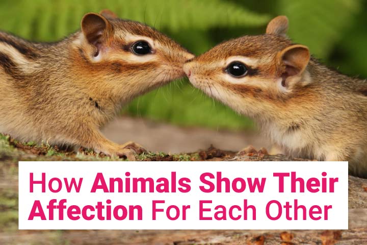 How Animals Show Their Affection For Each Other