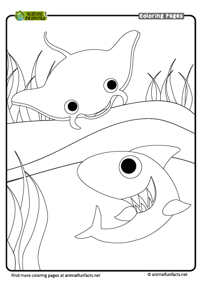 coloring page  shark ray