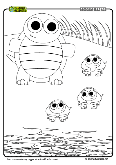 coloring page  turtle