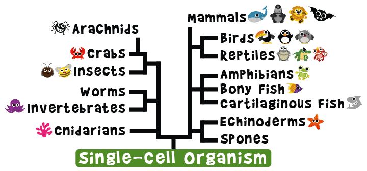Family Tree: The Development of Animal Species