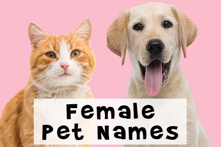 Female pet names