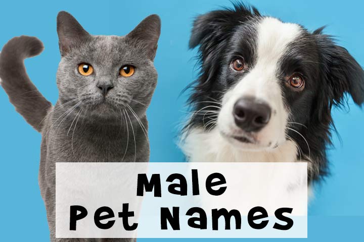 Male pet names
