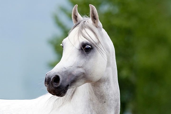 Enchanting Pet Names - Arabian Horse