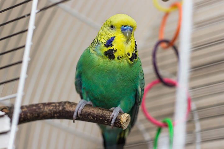 Budgie in a cage