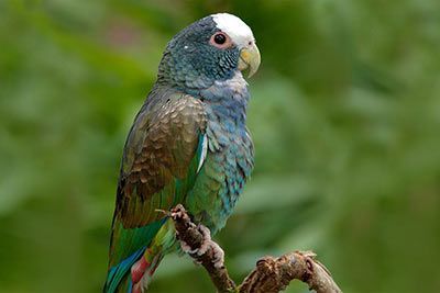 White-Crowned Parrot