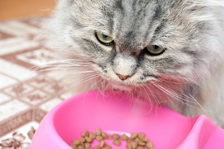Cat with dry food