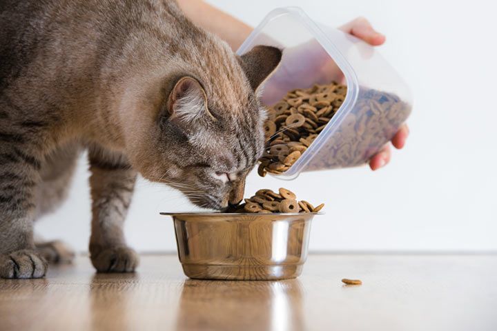 Cat with dry food