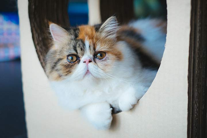 cute exotic shorthair cat