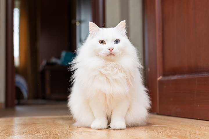 Turkish Angora » Cat Breed Profile: Personality, Care, Pictures