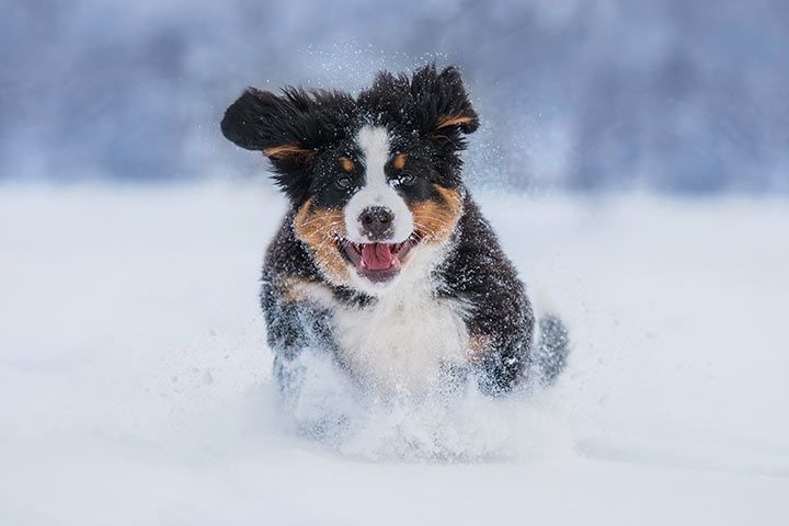 Bernese Mountain Dog running through the snow