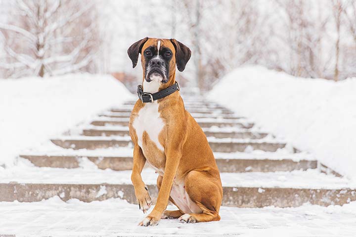Boxer » Dog Breed Profile: Size, Lifespan, Shedding
