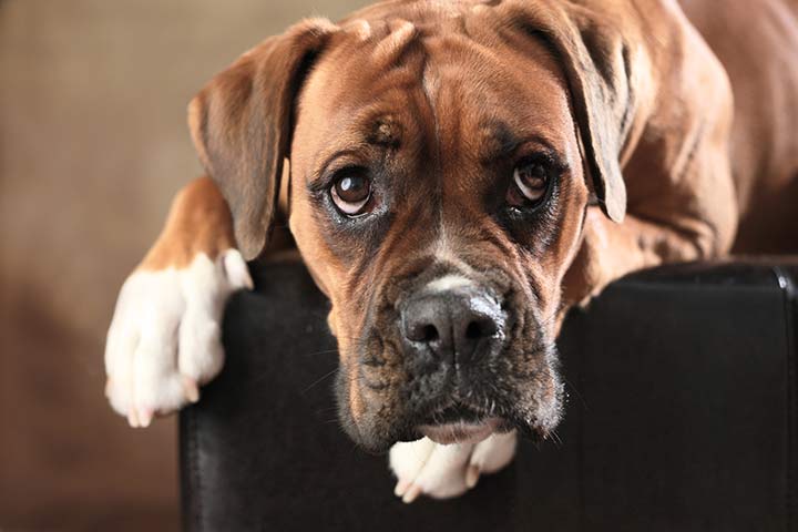 Boxer » Dog Breed Profile: Size, Lifespan, Shedding