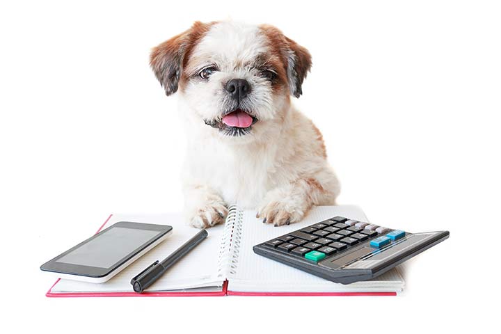 Dog with calculator