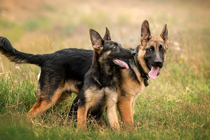 what is the largest german shepherd