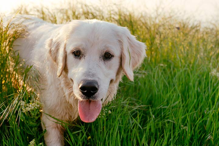 Golden Retriever » Dog Breed Profile: Weight, Size, Lifespan
