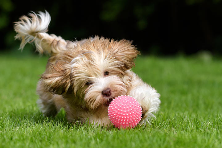 Havanese playing with a toy