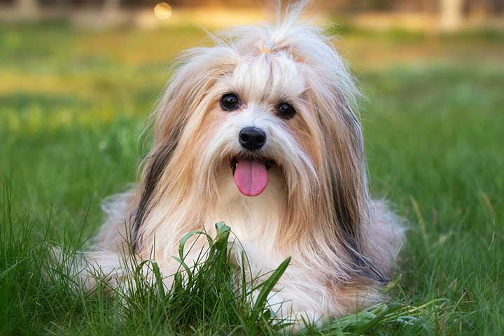 Havanese » Dog Breed Profile: Size, Lifespan, Shedding, Facts