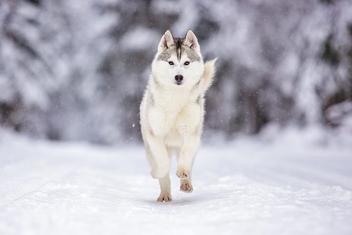 Siberian Husky runs through the snow
