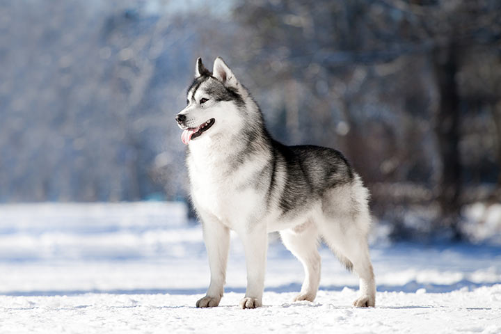 Siberian Husky enjoys the the snow