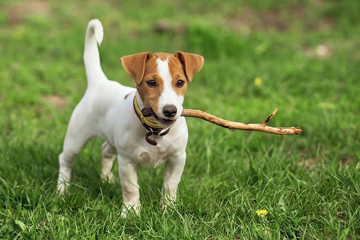 Jack Russell Terrier playing fetch