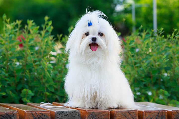 Maltese » Dog Breed Profile: Size, Lifespan, Shedding, Pictures