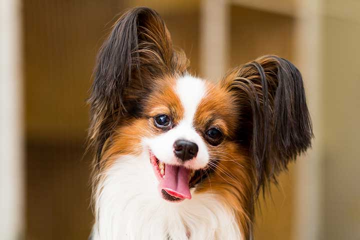Papillon Breed Facts and Information