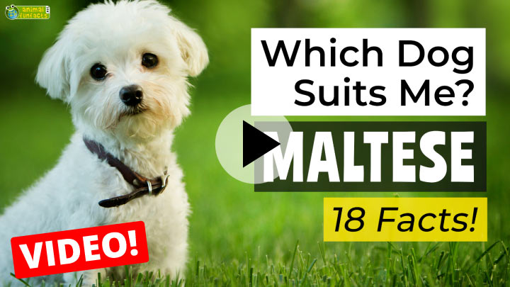 Maltese Dog Breed