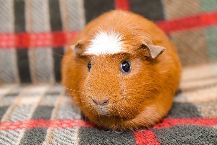 american crested guinea pig