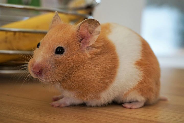 Banded Syrian Hamster
