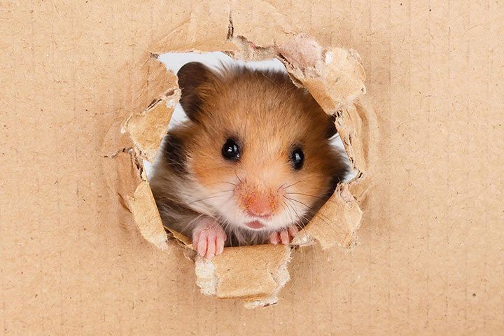 Hamster in a cardboard box