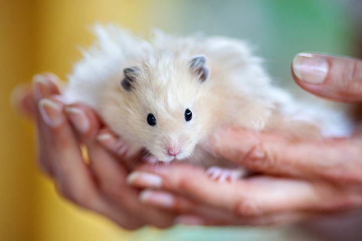 Hamster on a Hand