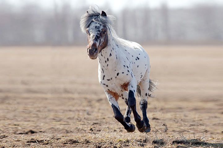 5 Fast Facts About Appaloosa Horses - COWGIRL Magazine