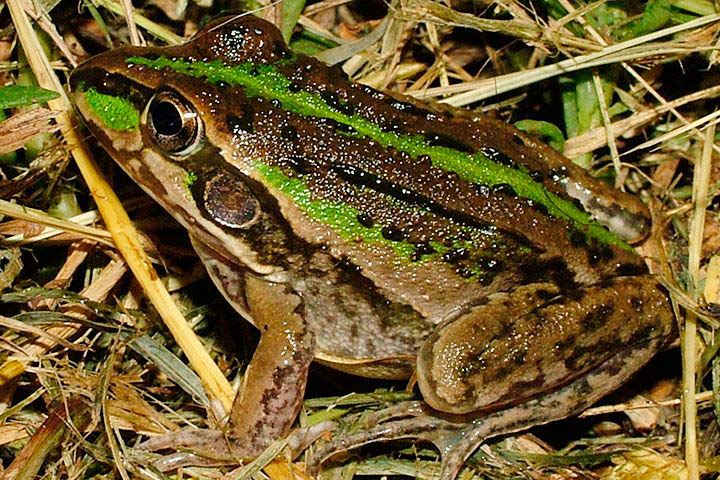 Frog Cyclorana alboguttata