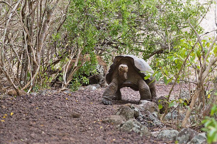 Galápagos Giant Tortoise