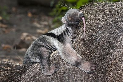 Baby anteater
