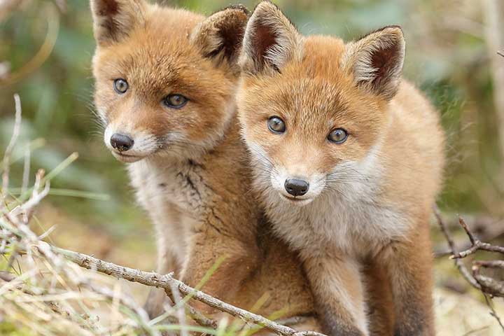 Red fox puppies