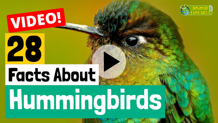 Hummingbirds Video