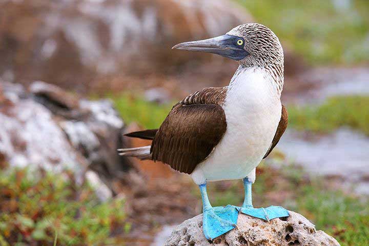 Blue-Footed Booby