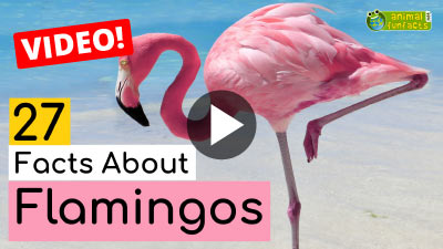 Video Flamingo