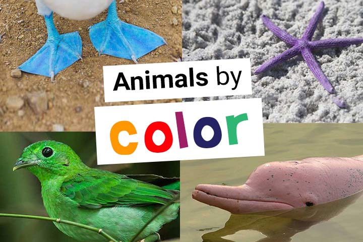 Animals by Color