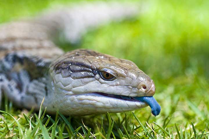 Common Blue-Tongued Skink