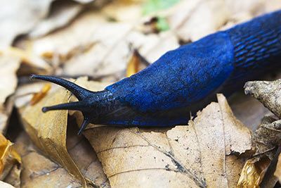 Carpathian Blue Slug