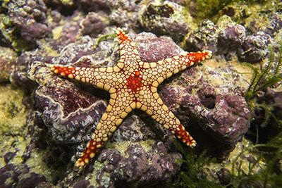Necklace Starfish
