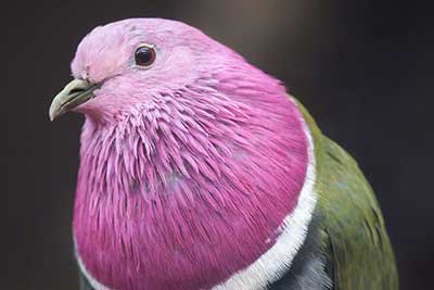 Pink-Headed Fruit Dove
