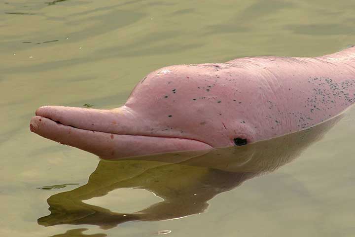 real pink animals