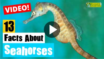 Video Seahorse