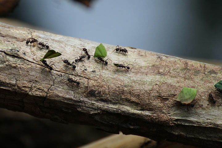 Leaf-Cutting Ant