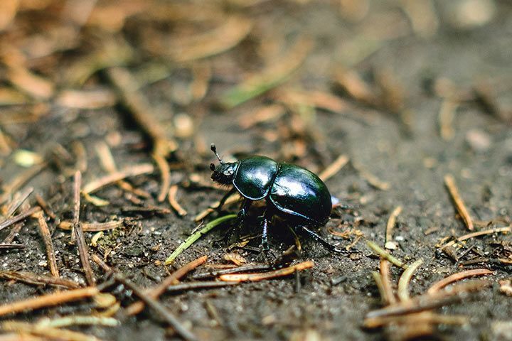 Spring Dor Beetle Facts