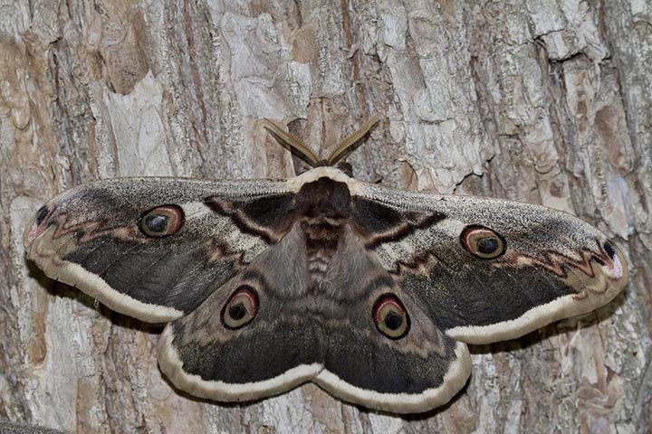 Giant Emperor Moth